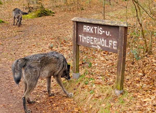 Kanadische Wölfe